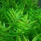 Rotala Ceylon - Rotala sp. 'Ceylon' – elav akvaariumitaim hind ja info | Akvaariumi taimed ja dekoratsioonid | kaup24.ee