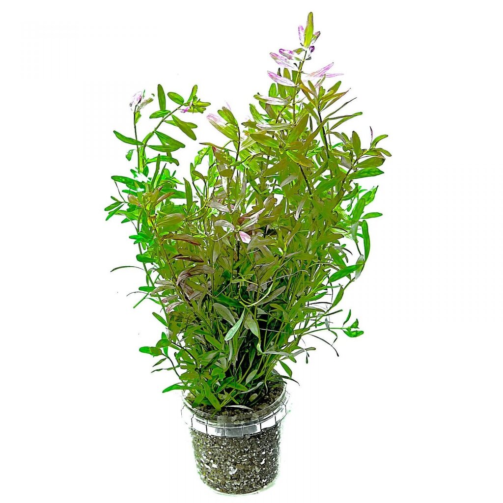 Rotala Ceylon - Rotala sp. 'Ceylon' – elav akvaariumitaim hind ja info | Akvaariumi taimed ja dekoratsioonid | kaup24.ee