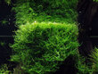 Java sammal - Taxiphyllum barbieri 'Bogor Moss' - Elus akvaariumitaim hind ja info | Akvaariumi taimed ja dekoratsioonid | kaup24.ee