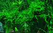 Weeping Moss - Vesicularia ferriei 'Weeping Moss' - Elus akvaariumitaim hind ja info | Akvaariumi taimed ja dekoratsioonid | kaup24.ee