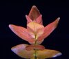 Bacopa caroliniana "Colorata" / Bacopa sp. "Colorata" - elav akvaariumitaim hind ja info | Akvaariumi taimed ja dekoratsioonid | kaup24.ee