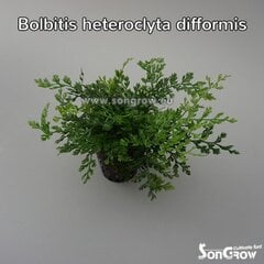 Живое аквариумное растение Мини-болбитис - Болбитис карликовый - Bolbitis heteroclita difformis цена и информация | Аквариумные растения и декорации | kaup24.ee