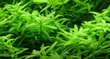 Rotala roheline - Rotala rotundifolia 'Green' - Elus akvaariumitaim цена и информация | Akvaariumi taimed ja dekoratsioonid | kaup24.ee