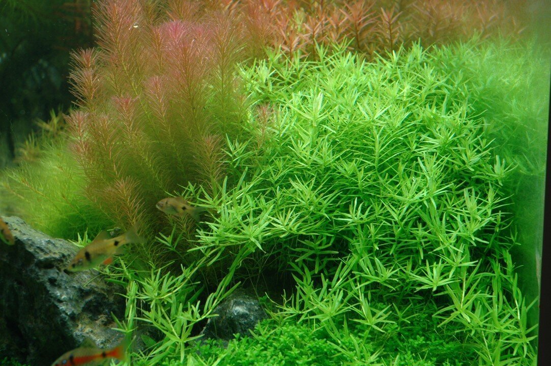 Rotala roheline - Rotala rotundifolia 'Green' - Elus akvaariumitaim цена и информация | Akvaariumi taimed ja dekoratsioonid | kaup24.ee