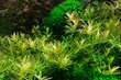 Rotala vietnam 'H'ra' – elus akvaariumitaim hind ja info | Akvaariumi taimed ja dekoratsioonid | kaup24.ee