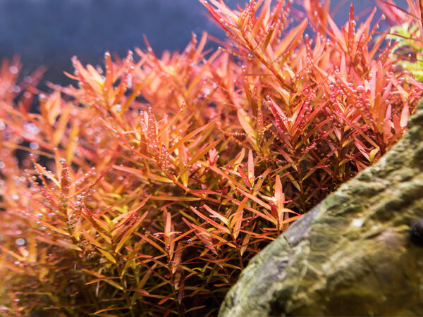 Rotala vietnam 'H'ra' – elus akvaariumitaim hind ja info | Akvaariumi taimed ja dekoratsioonid | kaup24.ee