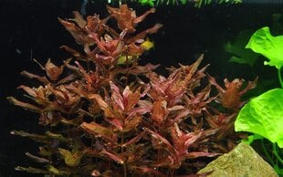 Живое аквариумное растение Ротала макрандра - Rotala macrandra цена и информация | Аквариумные растения и декорации | kaup24.ee