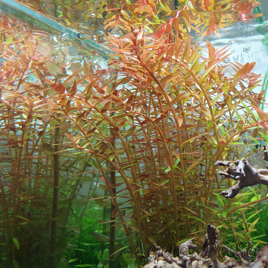 Rotala rotundifolia Orange Juice – Elus akvaariumitaim hind ja info | Akvaariumi taimed ja dekoratsioonid | kaup24.ee