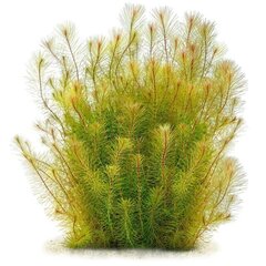 Rotala sp. Vietnam – elav akvaariumitaim hind ja info | Akvaariumi taimed ja dekoratsioonid | kaup24.ee