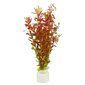 Rotala sp. "Yao Yai" - elav akvaariumitaim hind ja info | Akvaariumi taimed ja dekoratsioonid | kaup24.ee