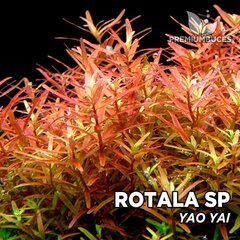 Живое аквариумное растение Rotala sp. Yao Yai цена и информация | Аквариумные растения и декорации | kaup24.ee