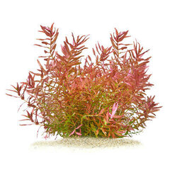 Rotala Macrandra “Mini Butterfly” – elav akvaariumitaim hind ja info | Akvaariumi taimed ja dekoratsioonid | kaup24.ee