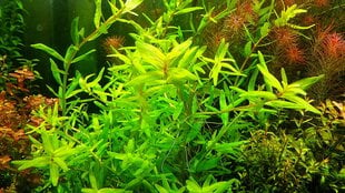 Живое аквариумное растение Ротала узколистная зелёная - Rotala macrandra Green Narrow Leaf цена и информация | Аквариумные растения и декорации | kaup24.ee