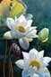 Maalid numbrite järgi TM Värvikas "Tender lotus" 20x30 cm цена и информация | Maalid numbri järgi | kaup24.ee