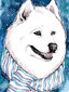 Maalid numbrite järgi TM Värvikas "Fluffy White Dog" 30x40 cm hind ja info | Maalid numbri järgi | kaup24.ee