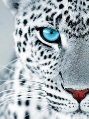 Maalid numbrite järgi TM Värvikas "Leopard stare" 30x40 cm цена и информация | Живопись по номерам | kaup24.ee