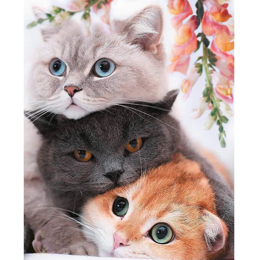 Maalid numbrite järgi TM Värvikas "Three Kittens" 40x50 cm hind ja info | Maalid numbri järgi | kaup24.ee