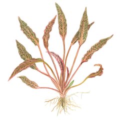 Cryptocoryne nurii 'Rose Maiden' - in vitro - Elus akvaariumitaim hind ja info | Akvaariumi taimed ja dekoratsioonid | kaup24.ee