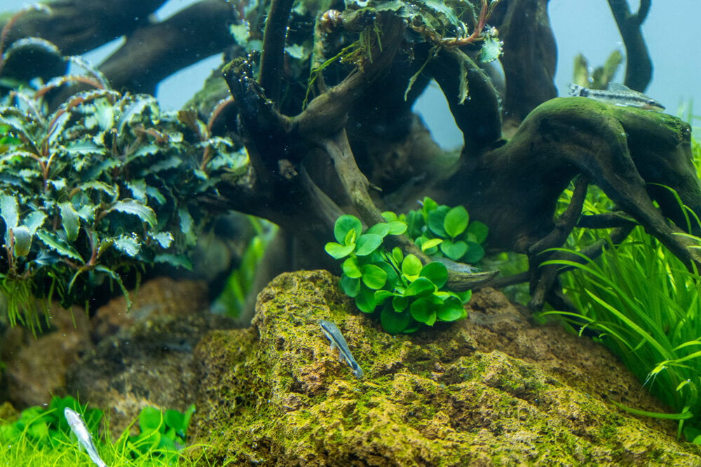 Anubias barteri 'Mini Coin' - in vitro - Elus akvaariumitaim hind ja info | Akvaariumi taimed ja dekoratsioonid | kaup24.ee