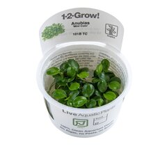 Anubias barteri 'Mini Coin' - in vitro - Elus akvaariumitaim hind ja info | Akvaariumi taimed ja dekoratsioonid | kaup24.ee