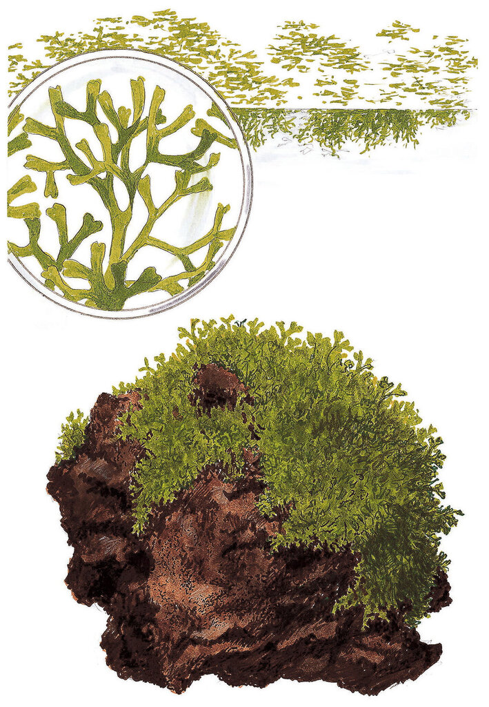 Riccia fluitans - in vitro - Elus akvaariumitaim цена и информация | Akvaariumi taimed ja dekoratsioonid | kaup24.ee