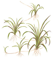 Helanthium tenelllum 'Green' - in vitro - Elus akvaariumitaim hind ja info | Akvaariumi taimed ja dekoratsioonid | kaup24.ee