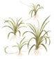 Helanthium tenelllum 'Green' - in vitro - Elus akvaariumitaim цена и информация | Akvaariumi taimed ja dekoratsioonid | kaup24.ee