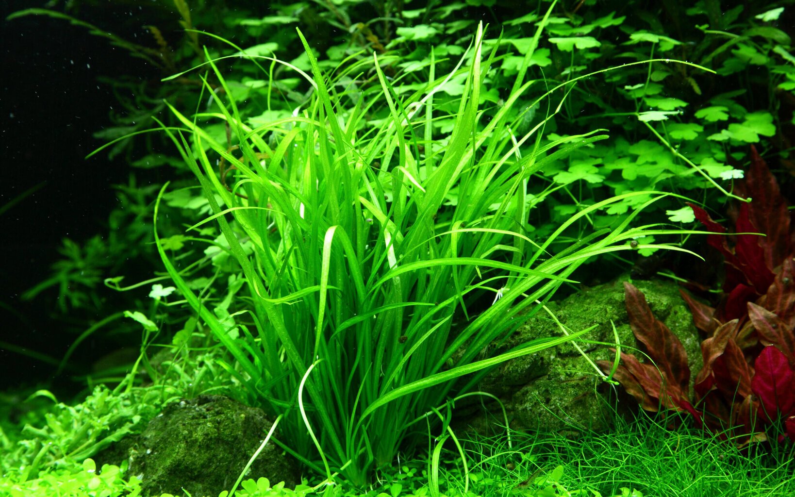 Helanthium tenelllum 'Green' - in vitro - Elus akvaariumitaim hind ja info | Akvaariumi taimed ja dekoratsioonid | kaup24.ee