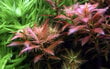 Proserpinaca palustris 'Cuba' - in vitro - Elus akvaariumitaim цена и информация | Akvaariumi taimed ja dekoratsioonid | kaup24.ee