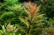 Proserpinaca palustris 'Cuba' - in vitro - Elus akvaariumitaim цена и информация | Akvaariumi taimed ja dekoratsioonid | kaup24.ee