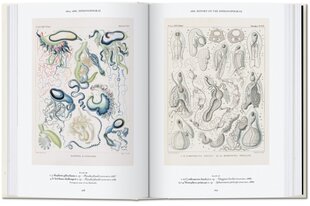 Ernst Haeckel. 40Th Anniversary Edition цена и информация | Книги об искусстве | kaup24.ee