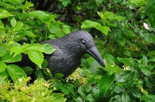 Ripplindude peletaja Crow цена и информация | Средства защиты от кротов, грызунов | kaup24.ee