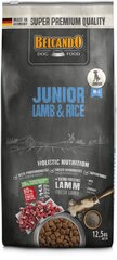 Belcando Junior Lamb & Rice kuivtoit kutsikatele alates 4 kuust, 12,5 kg цена и информация | Сухой корм для собак | kaup24.ee