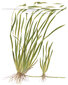 Vallisneria spiralis 'Tiger' – elav akvaariumitaim цена и информация | Akvaariumi taimed ja dekoratsioonid | kaup24.ee