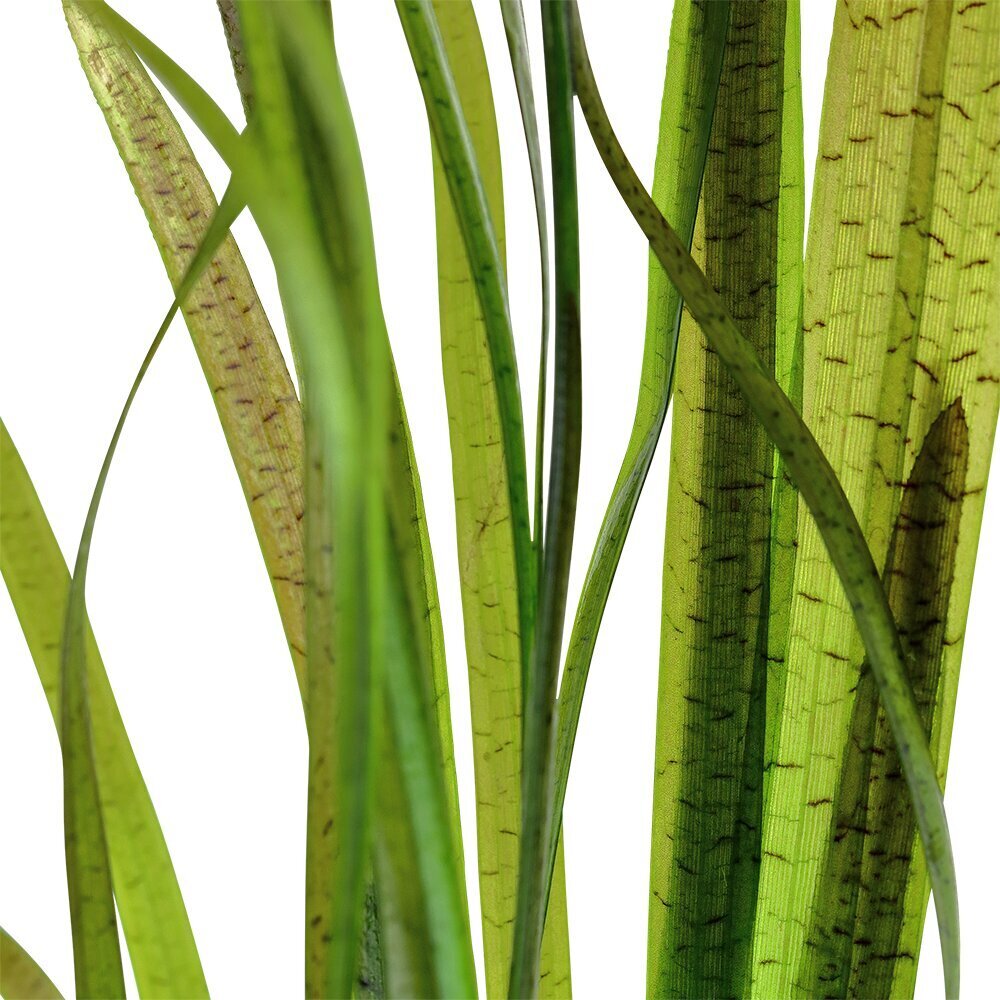 Vallisneria spiralis 'Tiger' – elav akvaariumitaim hind ja info | Akvaariumi taimed ja dekoratsioonid | kaup24.ee