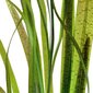 Vallisneria spiralis 'Tiger' – elav akvaariumitaim hind ja info | Akvaariumi taimed ja dekoratsioonid | kaup24.ee