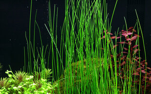 Eleocharis montevidensis – elav akvaariumitaim hind ja info | Akvaariumi taimed ja dekoratsioonid | kaup24.ee