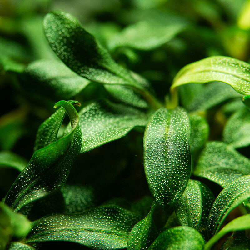 Bucephalandra sp. 'Needle Leaf' - in vitro - Elus akvaariumitaim цена и информация | Akvaariumi taimed ja dekoratsioonid | kaup24.ee