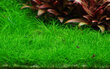 Eleocharis pusilla - in vitro - Elus akvaariumitaim hind ja info | Akvaariumi taimed ja dekoratsioonid | kaup24.ee