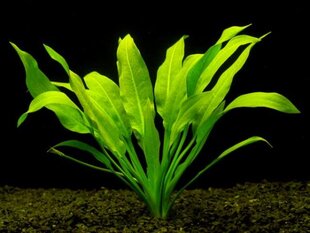 Echinodorus amazonicus / paniculatus - Elus akvaariumitaim hind ja info | Akvaariumi taimed ja dekoratsioonid | kaup24.ee