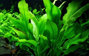 Живое аквариумное растение Эхинодорус Блехера / Эхинодорус Паникулатус - Echinodorus bleheri  цена и информация | Аквариумные растения и декорации | kaup24.ee