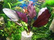 Echinodorus Aflame - Elus akvaariumitaim hind ja info | Akvaariumi taimed ja dekoratsioonid | kaup24.ee