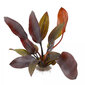 Echinodorus Aflame - Elus akvaariumitaim hind ja info | Akvaariumi taimed ja dekoratsioonid | kaup24.ee