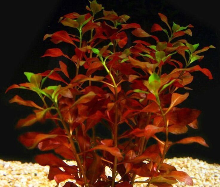 Elus akvaariumitaim Ludwigia repens Diamond Red hind ja info | Akvaariumi taimed ja dekoratsioonid | kaup24.ee