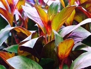 Ludwigia repens "Diamond Red" - Живое аквариумное растение цена и информация | Аквариумные растения и декорации | kaup24.ee