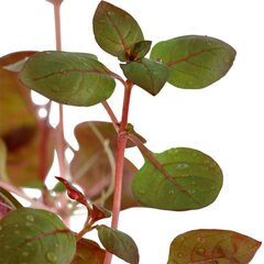 Живое аквариумное растение -Ludwigia sp. "Mini Super Red" цена и информация | Аквариумные растения и декорации | kaup24.ee