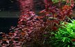 Elus akvaariumitaim Ludwigia sp. Mini super punane hind ja info | Akvaariumi taimed ja dekoratsioonid | kaup24.ee