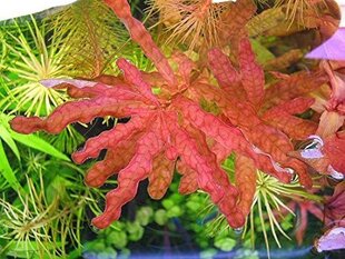 Elav haruldane akvaariumitaim Ludwigia inclinata "Red" / Ludwigia Inclinata sp Crystal hind ja info | Akvaariumi taimed ja dekoratsioonid | kaup24.ee