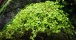 Micranthemum tweediei 'Monte Carlo' – elav akvaariumitaim hind ja info | Akvaariumi taimed ja dekoratsioonid | kaup24.ee
