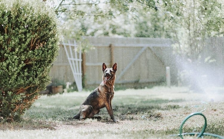 Aiavihmut - veekardin, 20 m hind ja info | Kastekannud, voolikud, niisutus | kaup24.ee